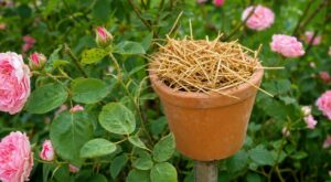 Ce pot de fleurs rempli de paille dans les rosiers : les pucerons disparaissent, les pesticides restent au placard