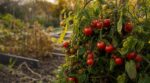 Ce semis tardif de tomate cerise prolonge vos récoltes d’automne pendant que vos voisins n’ont plus rien