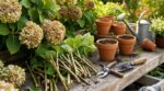 Ces tiges d’hortensias fanées fin août que vous jetez encore à tort : l’usage méconnu des anciens au jardin