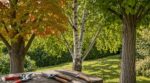 Ces trois arbres du jardin saignent si vous les taillez maintenant : les élagueurs n&rsquo;en peuvent plus de le répéter