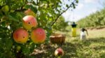Ces trous dans vos pommes trahissent ce ravageur discret : si vous l’ignorez, votre verger ne s’en remettra pas