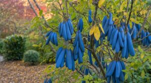 Cet arbuste asiatique aux fruits bleus irréels se mange vraiment, et il gagne du terrain dans nos jardins français