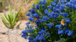 Cet arbuste bleu transforme votre jardin dès le printemps et ne craint pas la sécheresse, les papillons l&rsquo;adorent