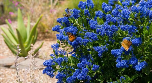 Cet arbuste bleu transforme votre jardin dès le printemps et ne craint pas la sécheresse, les papillons l&rsquo;adorent