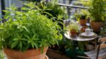 Cette plante aromatique méconnue embaume tout votre jardin en un clin d’œil si vous évitez cette erreur