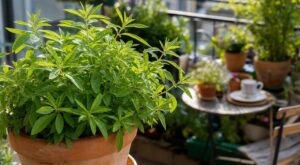 Cette plante aromatique méconnue embaume tout votre jardin en un clin d’œil si vous évitez cette erreur