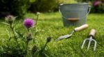 Chardons dans le gazon : cette erreur que tous les jardiniers font et la méthode douce pour s’en débarrasser