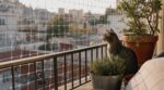 Chat stressé sur le balcon : ce filet discret change tout, à condition d&rsquo;éviter cette erreur fatale à l&rsquo;installation