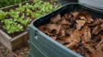 Compost : si vous mélangez ces feuilles d’un arbre très courant à vos semis de radis, vous risquez de tout perdre