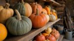 Courges du potager : cette erreur avec la tige en ce moment les condamne toutes à pourrir avant l’hiver