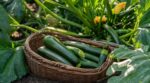Courgettes au potager : ce geste contre-intuitif tous les 2 jours fait exploser la récolte tout l&rsquo;été