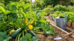 Courgettes : ces 7 gestes que presque tous les jardiniers oublient et qui peuvent doubler vos récoltes tout l’été