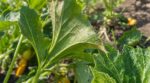 Courgettes : ces petits points blancs sous vos feuilles ne sont pas de la poussière et peuvent tuer les plants