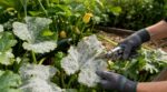 Courgettes couvertes de blanc en août : ce réflexe que tout le monde a achève vos plants au lieu de les sauver