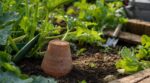 Courgettes dévorées ? Ce vieux pot en terre cuite des grands-parents cache un piège qui change tout