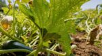 Courgettes en canicule : vous prenez ces petits points clairs pour de la poussière, ils bloquent toute la récolte