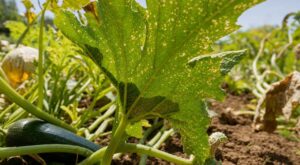 Courgettes en canicule : vous prenez ces petits points clairs pour de la poussière, ils bloquent toute la récolte