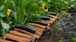 Courgettes molles ou tachées : ce vieux matériau de toiture peut vous éviter d&rsquo;en jeter la moitié cet été
