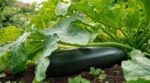 Courgettes qui ne donnent plus : ne blâmez ni la chaleur ni l&rsquo;eau, c&rsquo;est souvent ce piège caché sous les feuilles