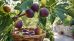 Cueillir vos figues : cette erreur que tout le monde fait encore les fait pourrir en deux jours