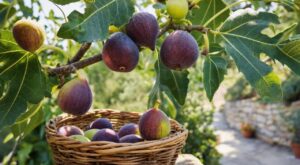 Cueillir vos figues : cette erreur que tout le monde fait encore les fait pourrir en deux jours