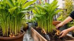 Curcuma au jardin ou en pot : ce trio de gestes méconnus évite l’échec total et booste votre récolte