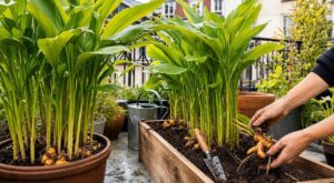 Curcuma au jardin ou en pot : ce trio de gestes méconnus évite l’échec total et booste votre récolte