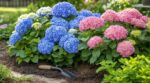 Dans votre jardin, cet emplacement précis peut faire changer la couleur du même hortensia sans prévenir