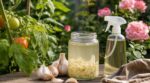 Décoction d’ail au jardin : ce répulsif naturel n’est pas magique, quand il aide vraiment (et quand il peut tout gâcher)
