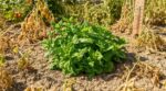 Depuis que j’ai planté ce légume-feuille au milieu du potager, c’est le seul à produire en pleine canicule à 39 °C