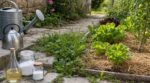 Désherbant naturel : ces deux produits de cuisine ruinent votre sol, voici par quoi les remplacer au jardin