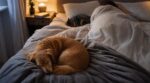 Dormir avec son chien ou son chat : cette habitude sans négociation pourrait en dire très long sur vos relations