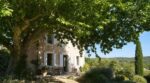 Façade sud étouffante : depuis que j’ai planté cet arbre d’ombre, même mon voisin climatisé est jaloux