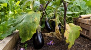 Feuilles qui jaunissent, fleurs qui tombent : ce que cachent vos aubergines malades et comment les sauver sans chimie