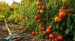 Fin août, arracher vos tomates est une erreur : ce geste simple évite de perdre 3 semaines de récolte