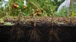 Fin août, ne faites plus cette erreur avec vos pieds de tomates : ce geste discret métamorphose votre sol tout l&rsquo;hiver