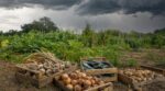 Fin août : si vous ne rentrez pas ces 3 récoltes du potager à temps, les premières pluies ruineront des mois de travail