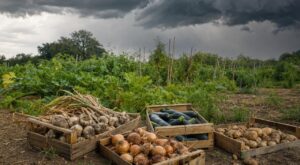 Fin août : si vous ne rentrez pas ces 3 récoltes du potager à temps, les premières pluies ruineront des mois de travail