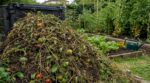 Fin de saison : ce réflexe “écolo” avec vos pieds de tomates ruine votre compost et la prochaine récolte