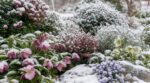 Fini le jardin figé et gris dès les premiers gels : ces plantes d’hiver à planter vite le transforment sous la neige