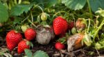 Fraises du jardin : cette habitude que tout le monde a peut stopper votre récolte tout l&rsquo;été