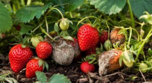 Fraises du jardin : cette habitude que tout le monde a peut stopper votre récolte tout l&rsquo;été