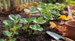 Fraisiers : arrêtez de les planter au printemps, les pépiniéristes bouclent la récolte de juin avant fin septembre