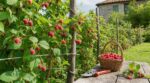 Framboisiers : ce geste « pour faire propre » fin août que tous les jardiniers font vide vos paniers en juillet