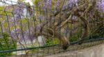Glycine sur le grillage : cette erreur que font presque tous les jardiniers finit par tordre toute votre clôture