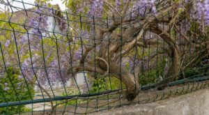 Glycine sur le grillage : cette erreur que font presque tous les jardiniers finit par tordre toute votre clôture