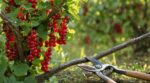 Groseillier : ce geste d&rsquo;été ultra simple que presque tous les jardiniers oublient et qui décuple la récolte