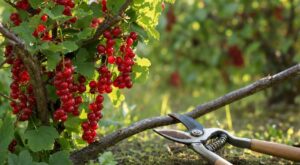Groseillier : ce geste d&rsquo;été ultra simple que presque tous les jardiniers oublient et qui décuple la récolte