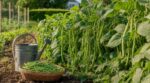 Haricots verts : cette erreur de cueillette stoppe tout en août alors qu’un geste tout simple rallonge la saison