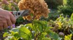 Hortensias : à la fin de l’été, ne coupez pas cette tête, elle décide de la floraison de l’année prochaine